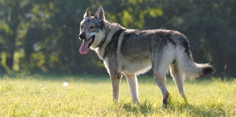 czech wolfdog|czechoslovakian wolfdog for adoption.